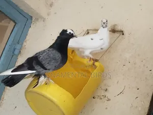 Rehoming This Pair of Head Crested and Leg Flared Shungi