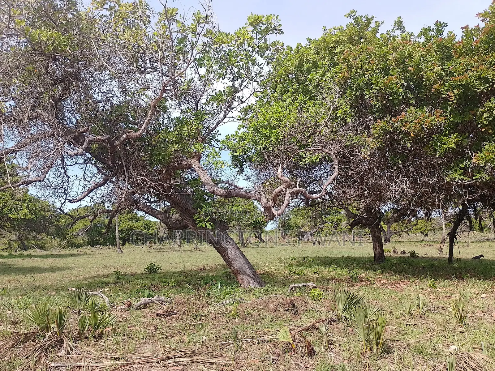 6.5 Acres | Flat | Tree Cover | Mwabungo Midlot
