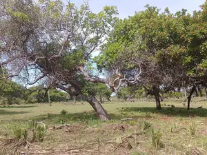 6.5 Acres | Flat | Tree Cover | Mwabungo Midlot