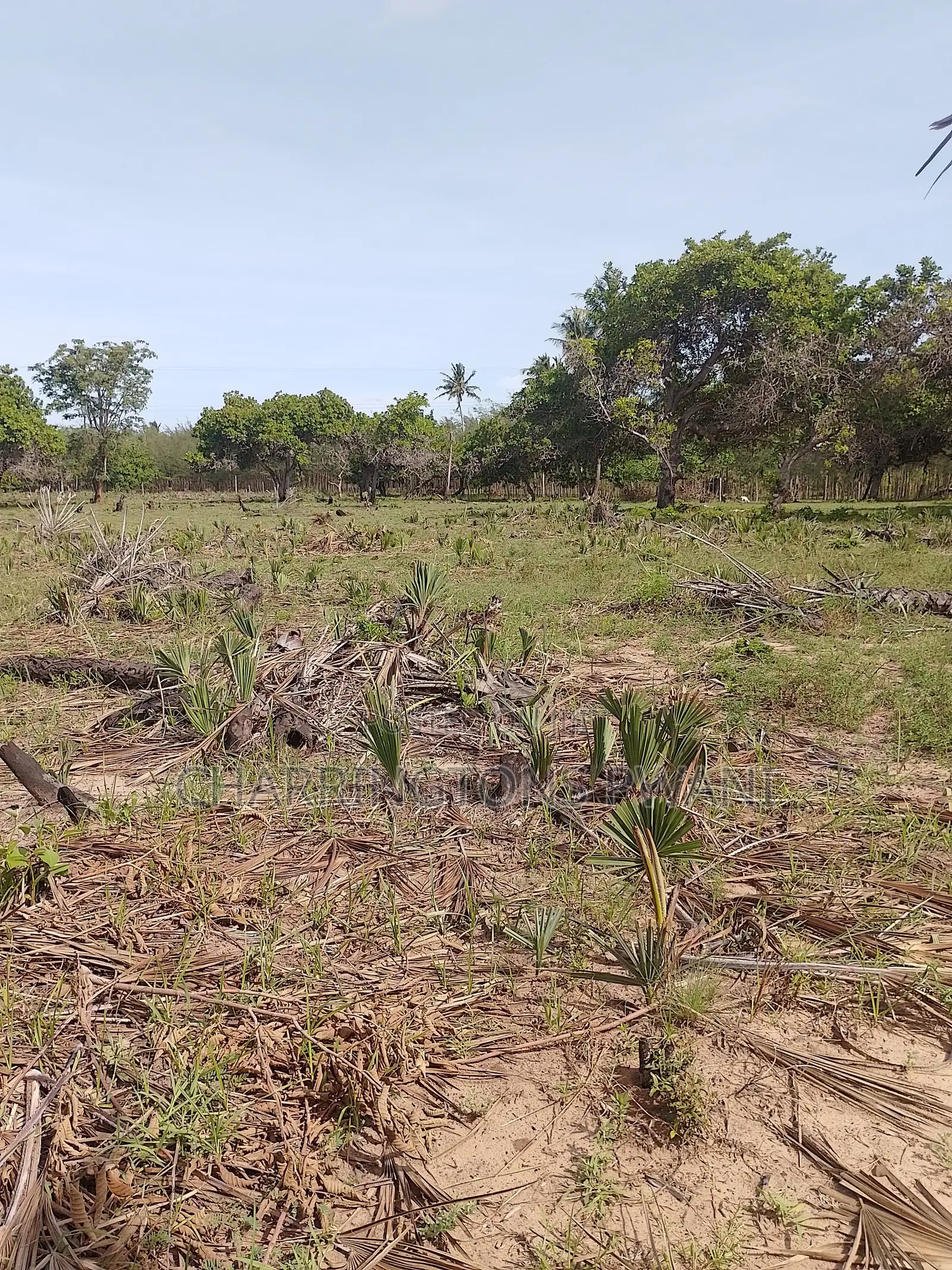 6.5 Acres | Flat | Tree Cover | Mwabungo Midlot