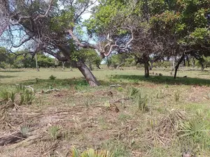 6.5 Acres | Flat | Tree Cover | Mwabungo Midlot