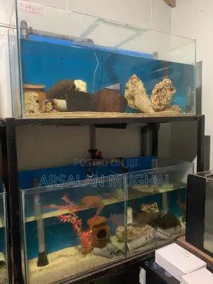 Complete 6-tank Aquarium Setup For Sale (Ready To Use!)