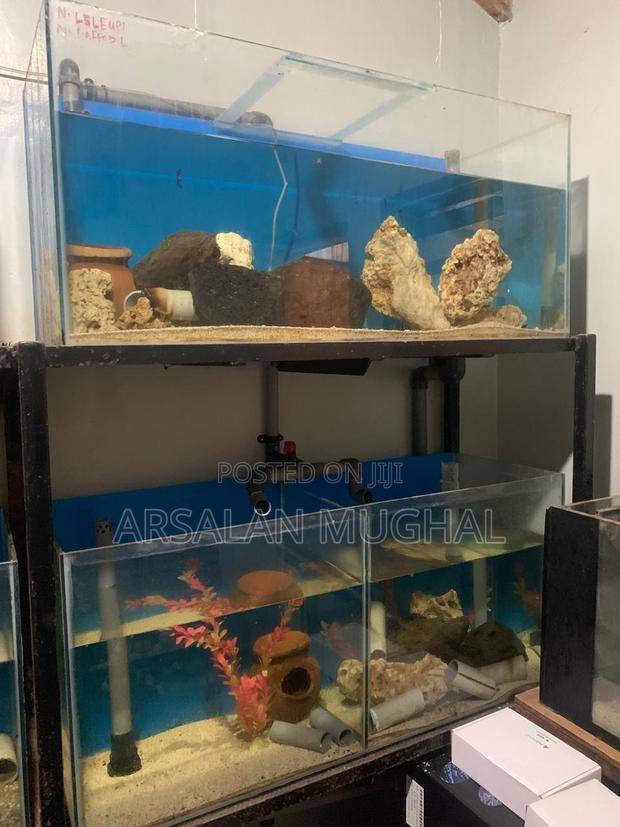 Complete 6-tank Aquarium Setup For Sale (Ready To Use!)