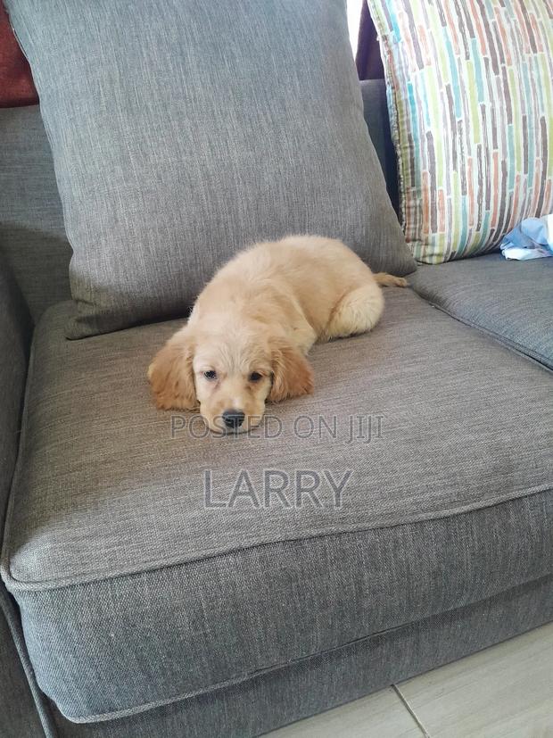 1-3 months Female Purebred Golden Retriever