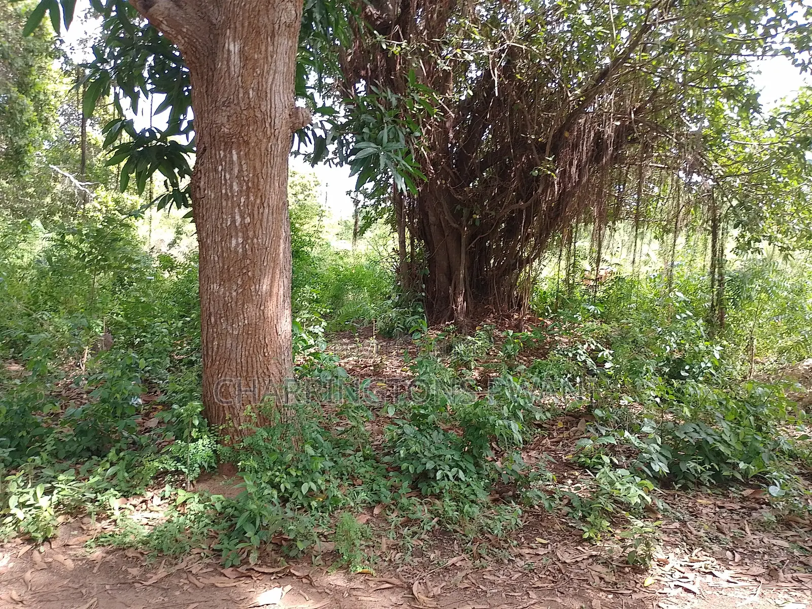 5 Acre Corner Plot| Borehole | Power| Highway Frontage | Tiwi-Kombani