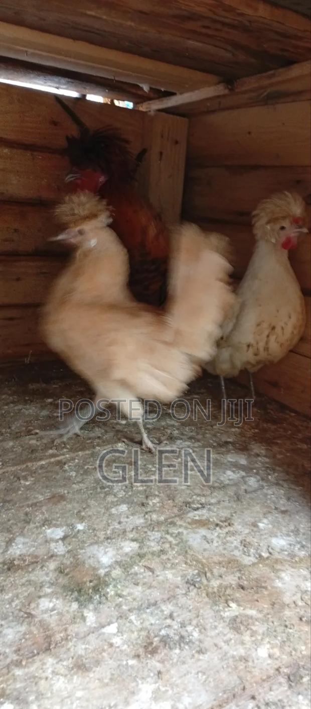 Polish Bantam - thumbnail 2