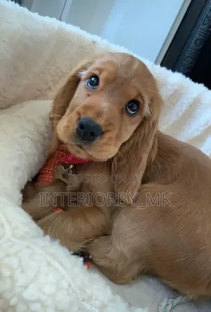 3-6 months Male Purebred Cocker Spaniel