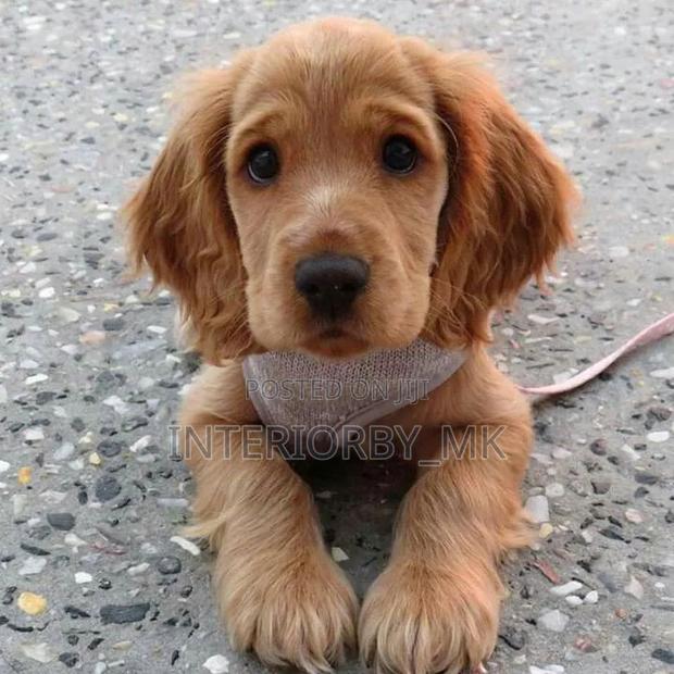 3-6 months Male Purebred Cocker Spaniel
