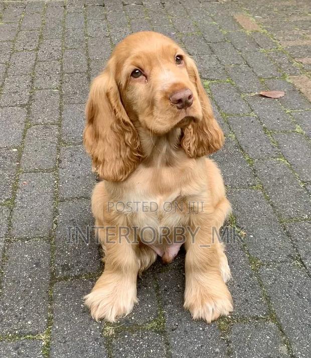3-6 months Female Purebred Cocker Spaniel