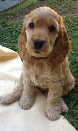 3-6 months Female Purebred Cocker Spaniel
