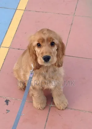 3-6 months Male Purebred Cocker Spaniel