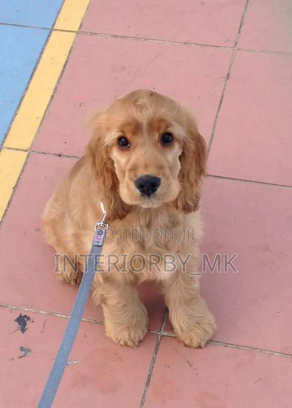 3-6 months Male Purebred Cocker Spaniel