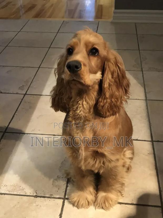 3-6 months Female Purebred Cocker Spaniel - thumbnail 2