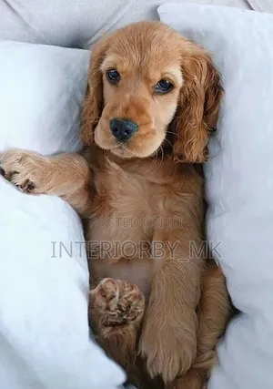 3-6 months Female Purebred Cocker Spaniel