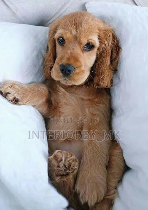 3-6 months Female Purebred Cocker Spaniel
