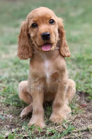 3-6 months Male Purebred Cocker Spaniel