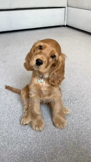 1-3 months Female Purebred Cocker Spaniel