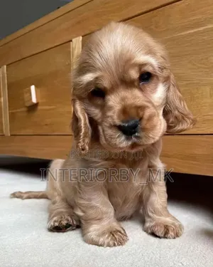 1-3 months Female Purebred Cocker Spaniel