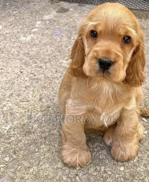 1-3 months Male Purebred Cocker Spaniel