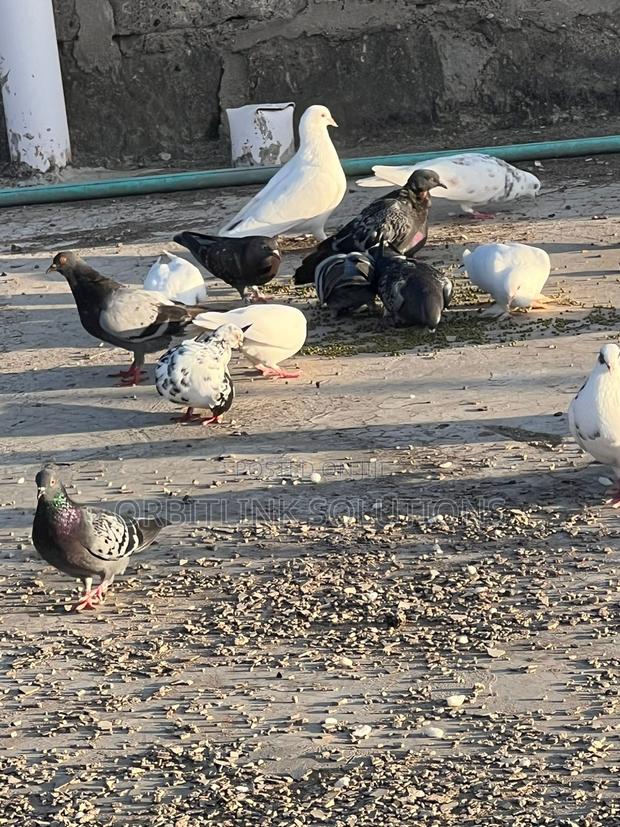 Doves/Pegions