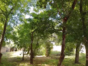 1⁄2 Acre Plot | 4th Row Diani | Private Well | Walk to Beach Airport