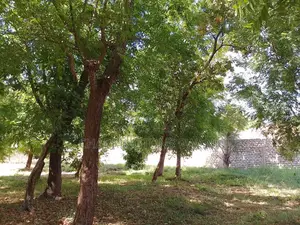 1⁄2 Acre Plot | 4th Row Diani | Private Well | Walk to Beach Airport