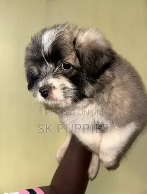 1-3 months Female Mixed Breed Havanese