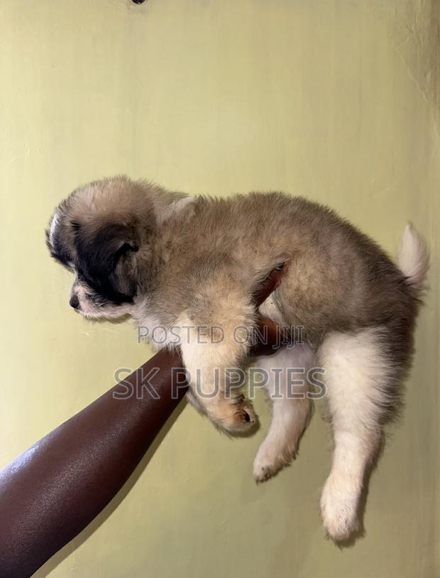 1-3 months Female Mixed Breed Havanese - thumbnail 4