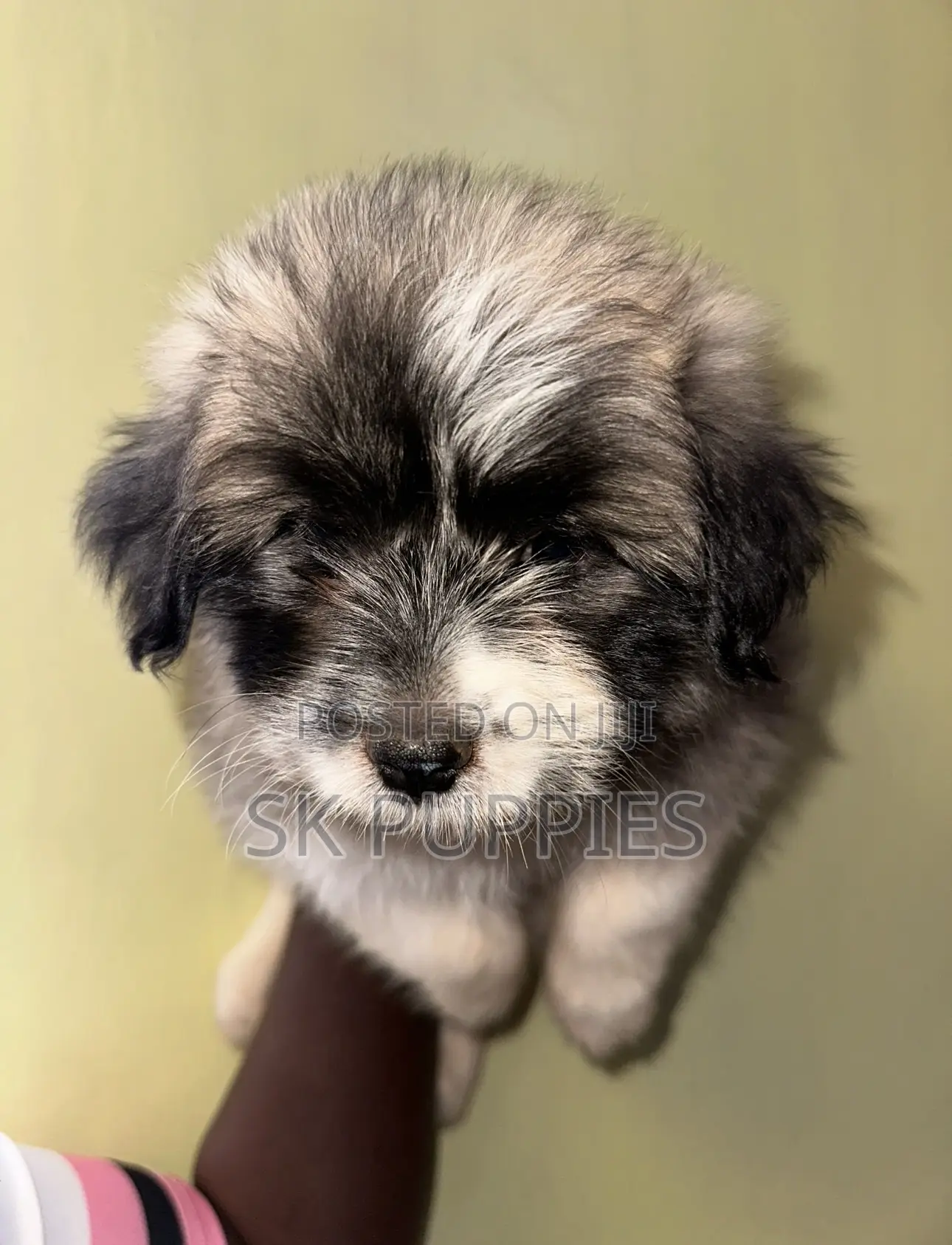 1-3 months Female Mixed Breed Havanese