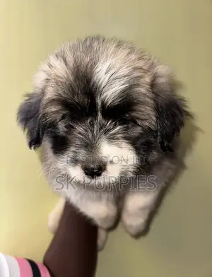 1-3 months Female Mixed Breed Havanese