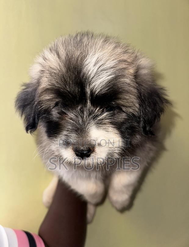 1-3 months Female Mixed Breed Havanese