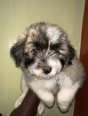1-3 months Female Mixed Breed Havanese
