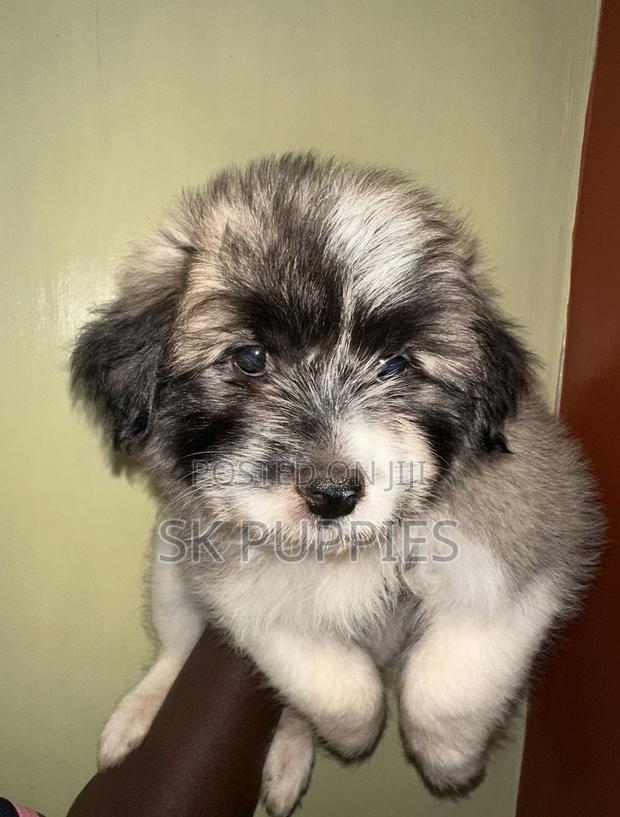 1-3 months Female Mixed Breed Havanese - thumbnail 5