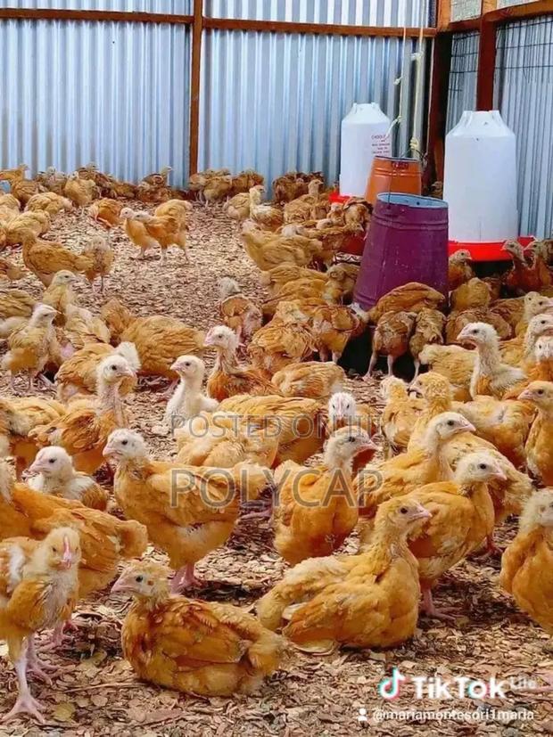 Poultry Birds Sasso F1 Uzima - main view