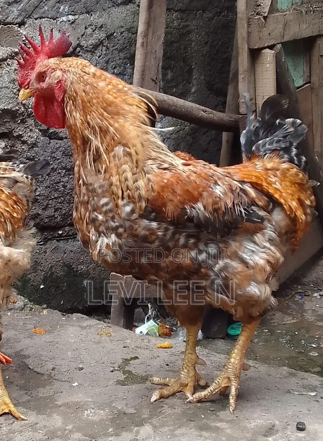 Kienyeji Chicken