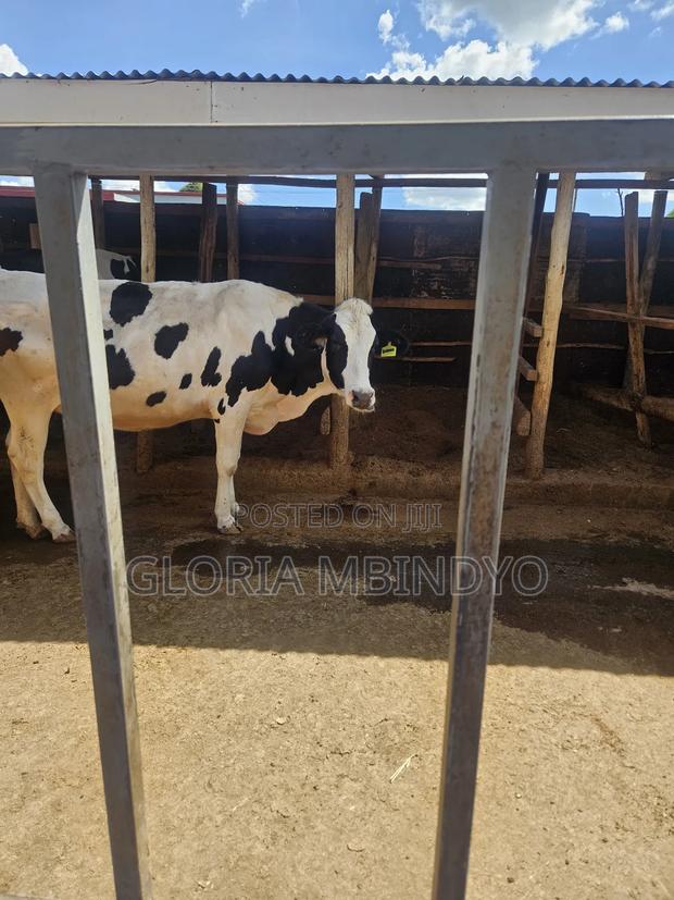 Dairy Cows