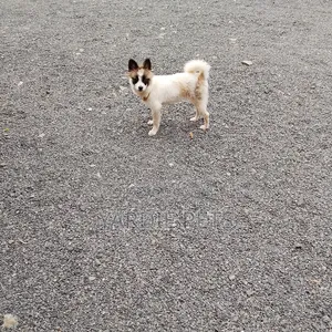3-6 months Male Mixed Breed Havanese