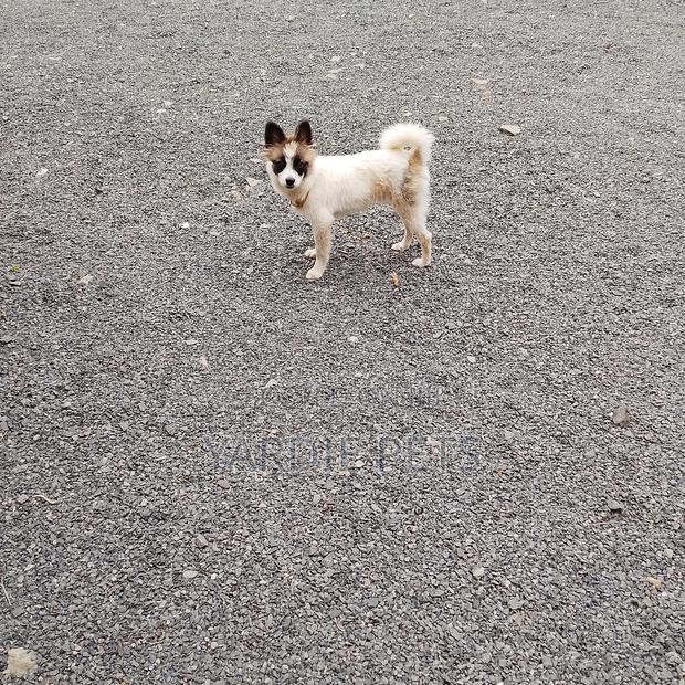 3-6 months Male Mixed Breed Havanese