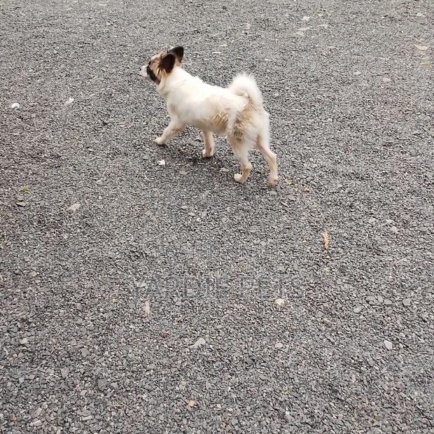 3-6 months Male Mixed Breed Havanese - thumbnail 2