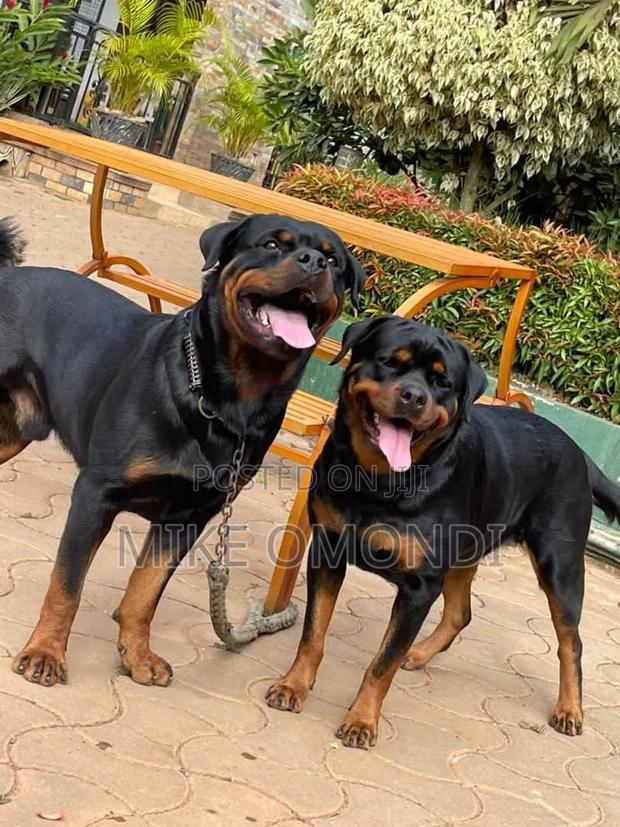 6-12 months Male Purebred Rottweiler - main view