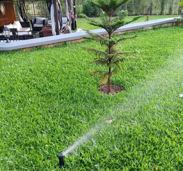 Pembe Green Compound Grass