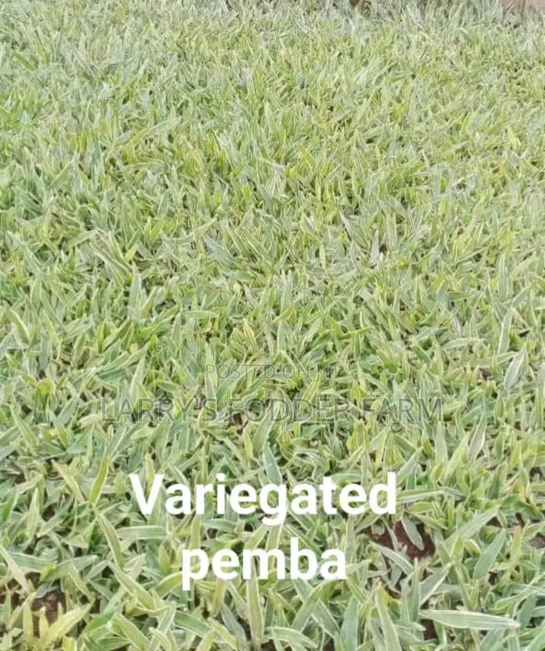 Pembe Green Compound Grass