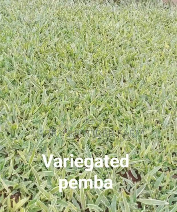 Pembe Green Compound Grass - thumbnail 2