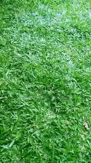 Pembe Green Compound Grass