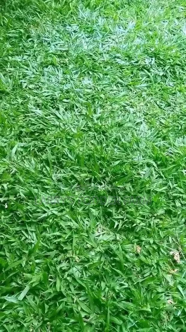 Pembe Green Compound Grass - thumbnail 3