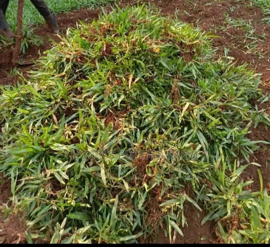 Pembe Green Compound Grass