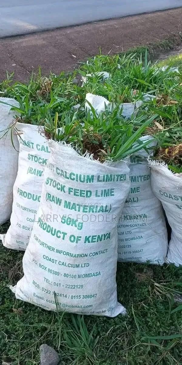 Pembe Green Compound Grass - thumbnail 5