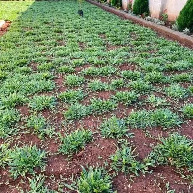 Pembe Green Compound Grass - thumbnail 6