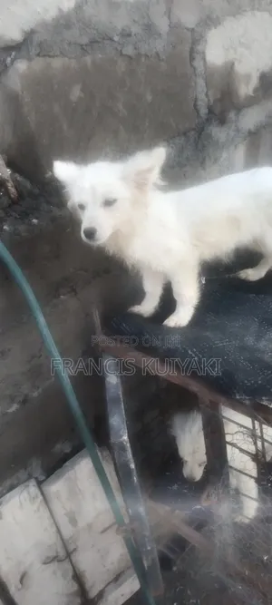 1-3 months Male Purebred Japanese Spitz
