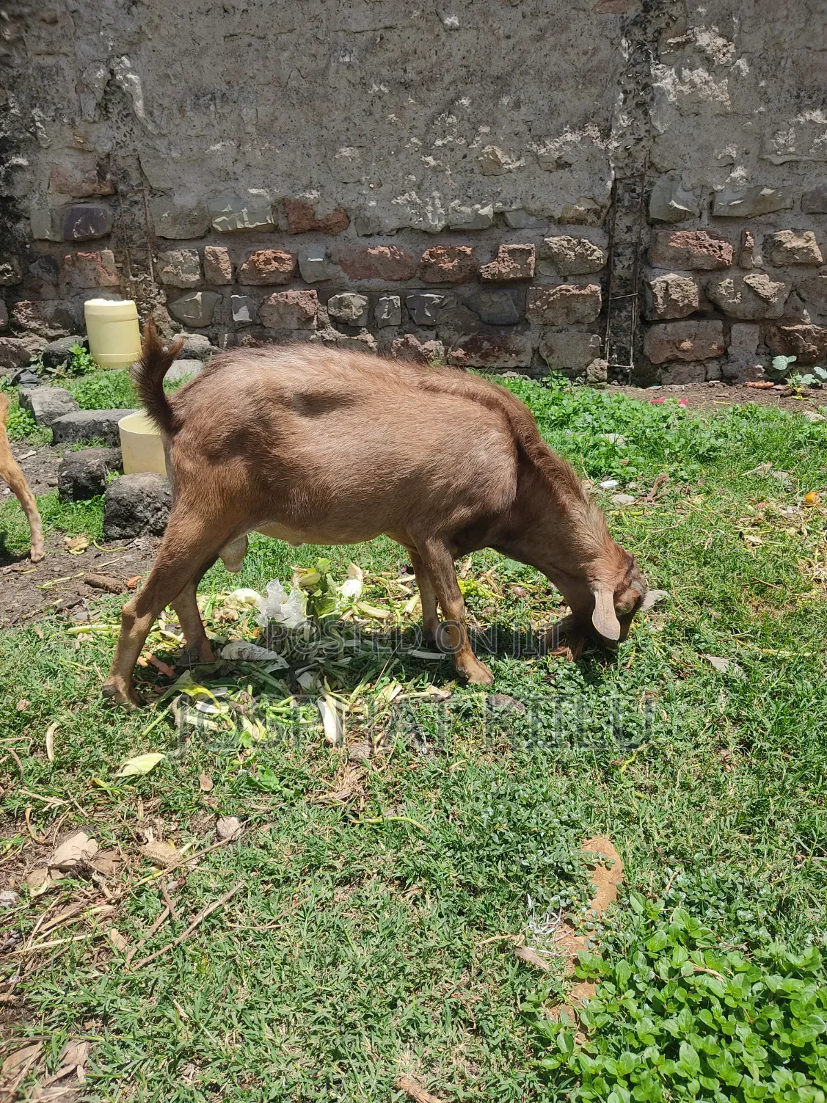 Male Alpine Goat Breed.
